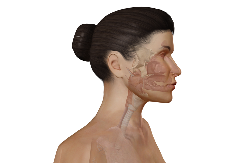 Anatomie der oberen Atemwege