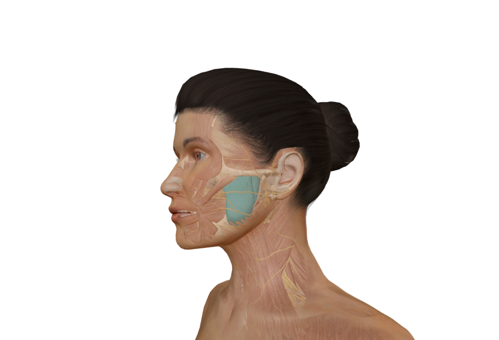 Kiefermuskel
Masseter
Kiefer entspannen